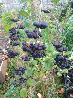 1 Viking Aronia berry plant. Zones 3-8 . Live rooted starter plant. | eBay