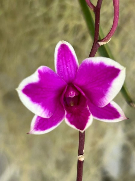 Dendrobium Cherry Song Orchid Blooming now Very Rare