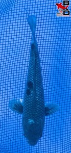 7" OCHIBA Live Koi Fish Garden Pond BKD 5/27