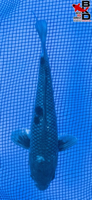 7" OCHIBA Live Koi Fish Garden Pond BKD 5/27