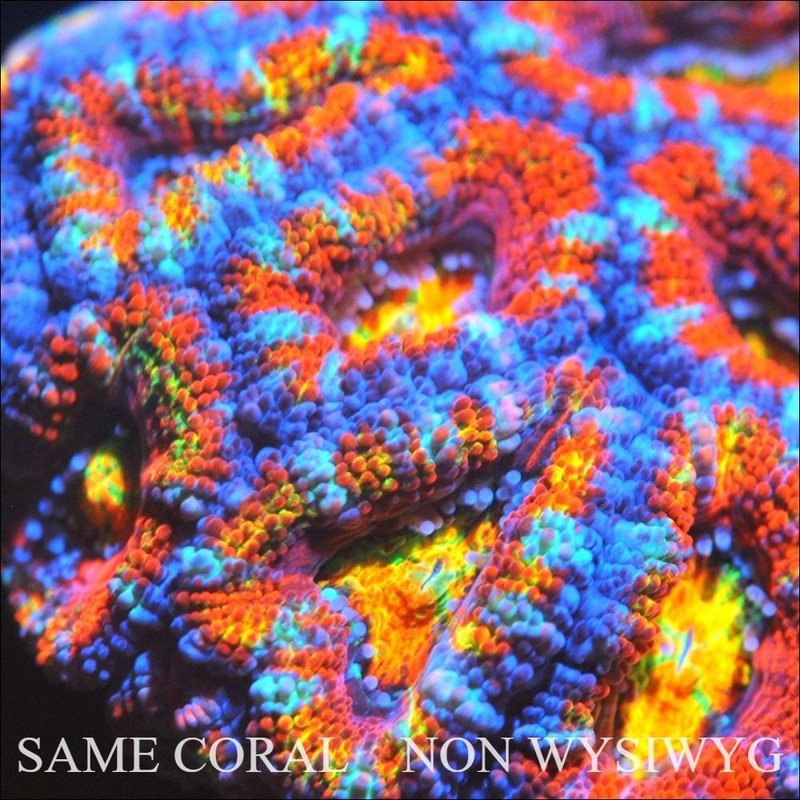 Corals of Eden ~ NON WYSIWYG Live Coral Frag ~ Wildcard Acan Lord ~ LPS 2 Heads