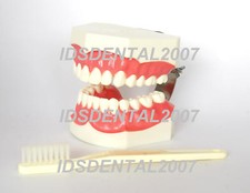 2 SETS DENTAL GIANT TOOTH MODEL WITH ENLARGED BRUSH NEW