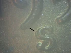 1954-S LINCOLN WHEAT CENT GEM BU RARE RPM #2 S OVER S   RST
