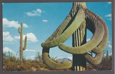 Guardians of The Arizona Desert Postcard Giant Saguaro Cactus Desert Octopus