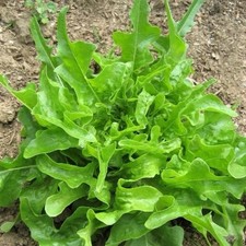 Lettuce Seeds, Green Oakleaf, Non-GMO, Heirloom, Fast Growing fast growing 2026