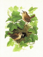 Król ogrodzenia wróble ptaki - obraz z nadrukiem artystycznym - 25,5 x 17,5 cm (e)