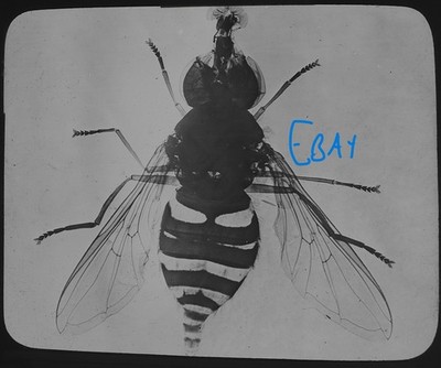 VICTORIAN MICROSCOPE Photo A WESP FLY C1890 Magic Lantern Slide INSECT STUDY
