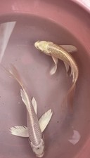 Japanese Butterfly Platinum Koi Fish LIVE 4 July Sale