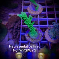 Live Acropora SPS Coral Frag - ORA Frogskin Acro (Reef Tank Aquarium)