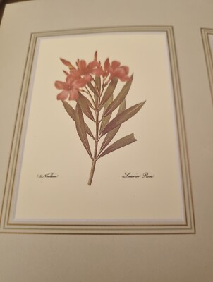 Kleines Bild von Blumen Neu 8 Zoll breit 6 Zoll hoch Nerium/Laurier Rose/...