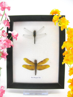 2 Real Beautiful Exotic Taxidermal Dragonflies in a Display Case - Mural 19