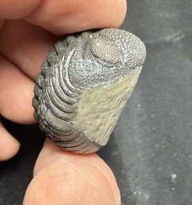 Large rolled  Phacops Barrandeops Trilobite fossil Devonian of Morocco 
