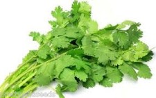 CORIANDER - HERB - 50g TO 20kg SEEDS FOR GROWING Bulk wholesale