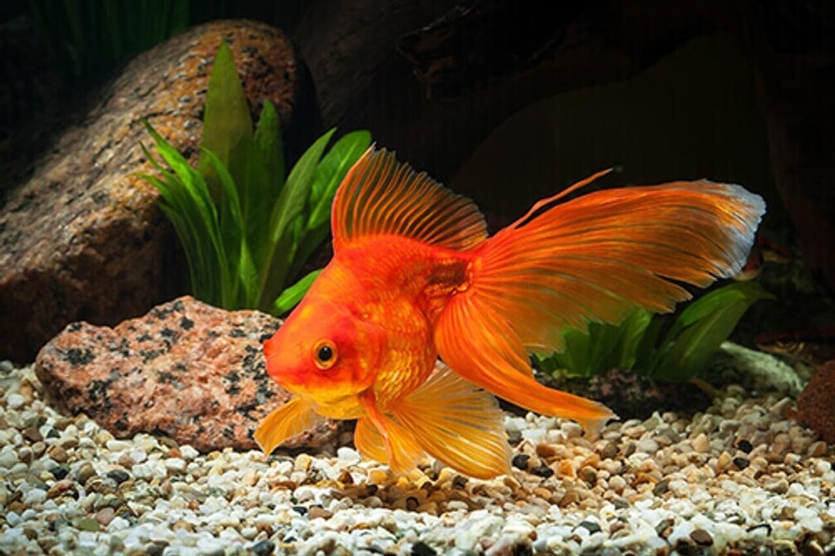 5-Pack Red Fantail Goldfish – Live Fancy Freshwater