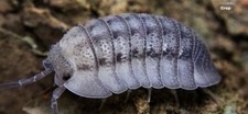 75 Armadillidium Peraccae Isopods