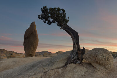 Anime Joshua Tree National Park Juniper Tree  Gaming Mat Desk 9212