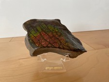 Large Genuine Canadian Ammonite Natural Freeform Gemstone w/ Ninyo & Moore stand