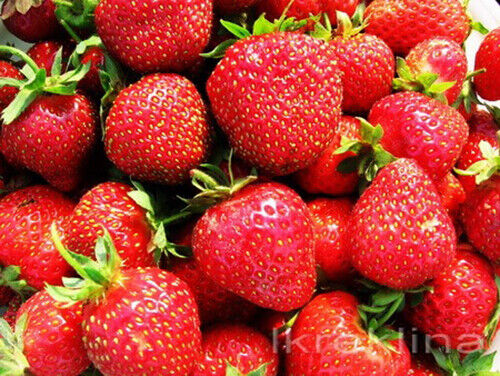 Seeds Strawberry Renaissance Remontant Rare Climbing Fruit Organic Heirloom - Bild 5 von 12