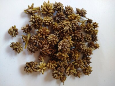 Star Flower Dried Botanical for Potpourri, Home Decor, Crafting - 1 oz