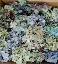 40+ Box Dried Hydrangea Flowers Pieces Lt Blue, Purple, Green + Cream DIY Crafts