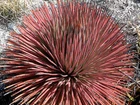 Agave stricta Rubra, Red Hedgehog Agave, Perennial Spiny Succulent - 5 Sementes