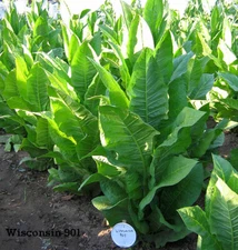 1000 Wisconsin 901 Tobacco Seeds - Nicotiana tabacum - Cigar or Pipe Tobacco  