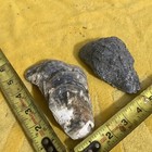 Lot of 28 Polished Atlantic Oyster Shells  3.75 To 5.25 Inch Long Craft Art — photo 10