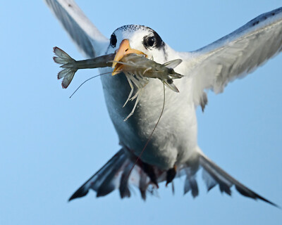 photograph of a tern with a shrimp