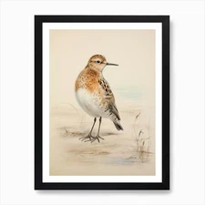 Vintage Bird Drawing Dunlin 3 Art P Framed Wall Art Poster Canvas Print Picture