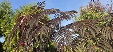 10 Summer Chocolate Mimosa Tree Seeds Silk Tree Albizia julibrissin Seed Fresh