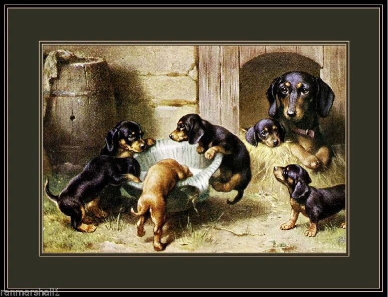 93701 English Dachshund Dog Puppies Dogs Puppy Wall Print Poster UK
