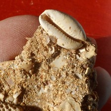 GASTÉROPODE FOSSILE MIOCÈNE DES LANDES , CYPRAEA