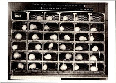 Berenice Abbott Mice c1960 Fotofolio Art Photography Postcard Laboratory Animals