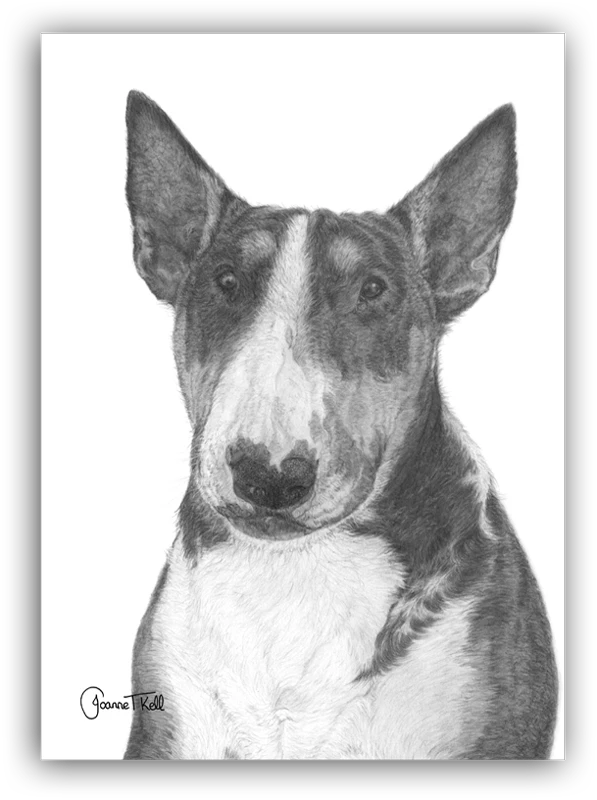 English bull terrier best sale drawing