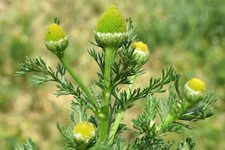Matricaria Discoidea 100 seeds – Pineapple Weed / Wild Chamomile Herb Plant