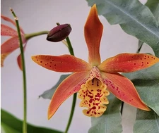 Myrmecatavola Tiger Lily 2” Seedlings