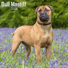 Bull Mastiff Calendar 2026  Square Dog Breed Wall Calendar  16 Month CALENDAR