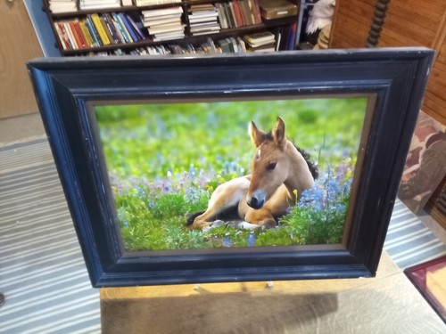Thomas D. Mangelson Among The Lupine Foal 138/500 Collectors Edition