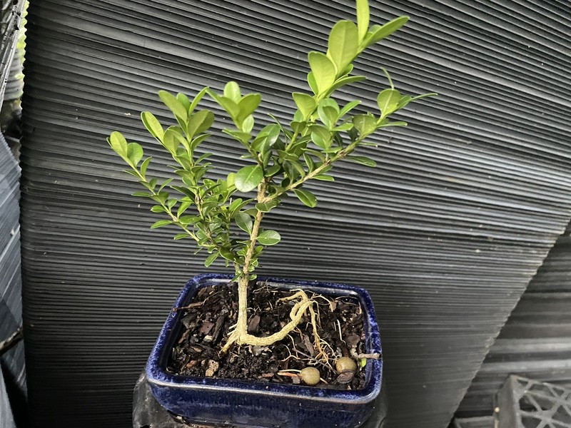 Boxwood Bonsai