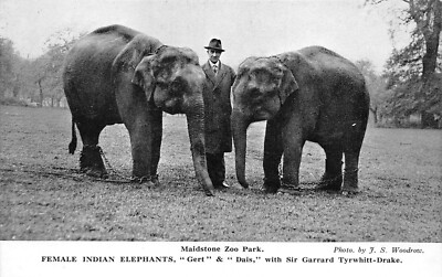 POSTKARTE MAIDSTONE ZOO ELEFANTEN GERT & DAIS SIR GARRARD TYRWHITT DRAKE 1938