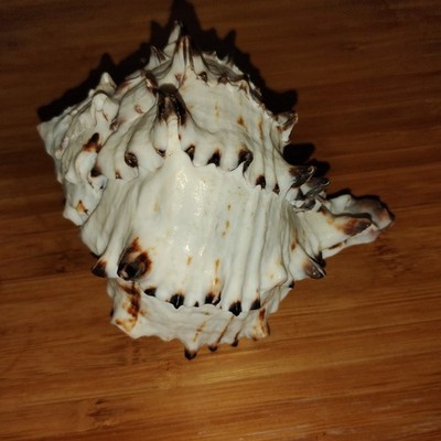Large Sea Snail Shell-Black & White-Zebra -Murex- Fish Tank- Home Decor-Coastal