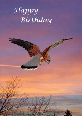 HAPPY BIRTHDAY GREETINGS CARD BEAUTIFUL BIRD KESTREL