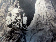 Foto antigua de secuoya gigante de principios de 1900 de personas en tronco de árbol