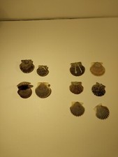 Assorted Lot Of 10 Bay Scallop Shells