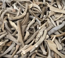 Large Deer Antlers C-Grade, Dog Chews Natural Shed, Knives Crafts Buttons 3 Pcs