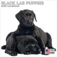 2026 Black Labrador Puppies Calendar - Dog Breed Wall Calendar - 12 X 24 Open - 