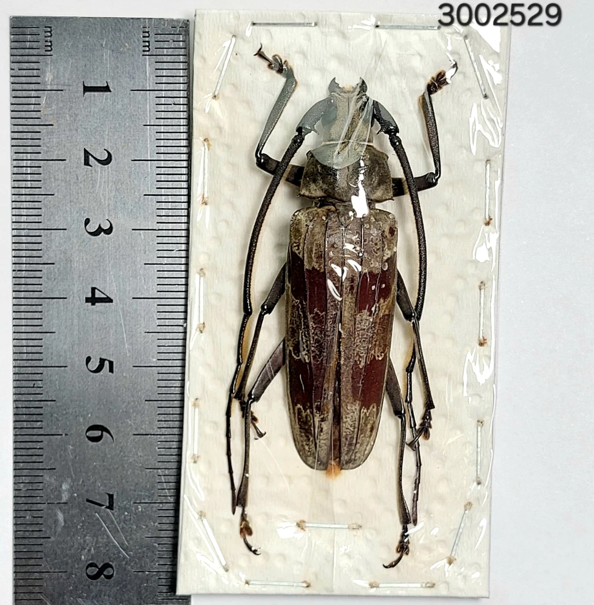 Cerambycidae Beetle for sale | eBay