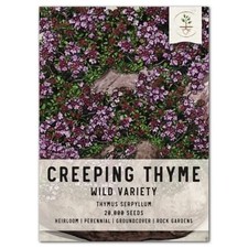 Wild Creeping Thyme Seeds For Planting Thymus serpyllum 