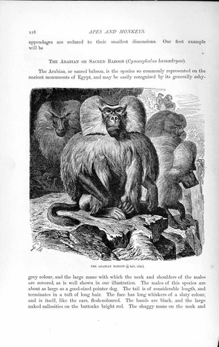 Original Old Antique Print Natural History 1893-94 Arabian Sacred Baboon Animal