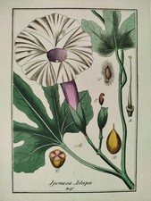 Wind Ipomoea jalapa - Winkler medicinal plants botany coloured -